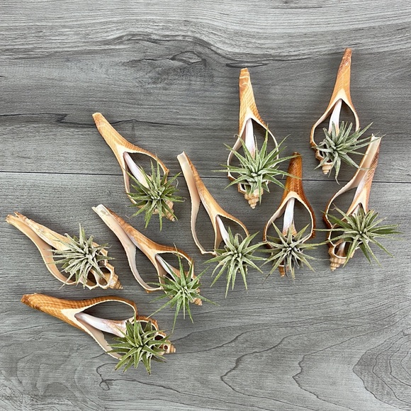 beach_styles Other - 🔆AIR PLANT BUDDY🔆 WITH REAL SEA SHELL HAND MADE AND UNIQUE